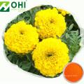 Marigold Flower Extract Lutein Powder